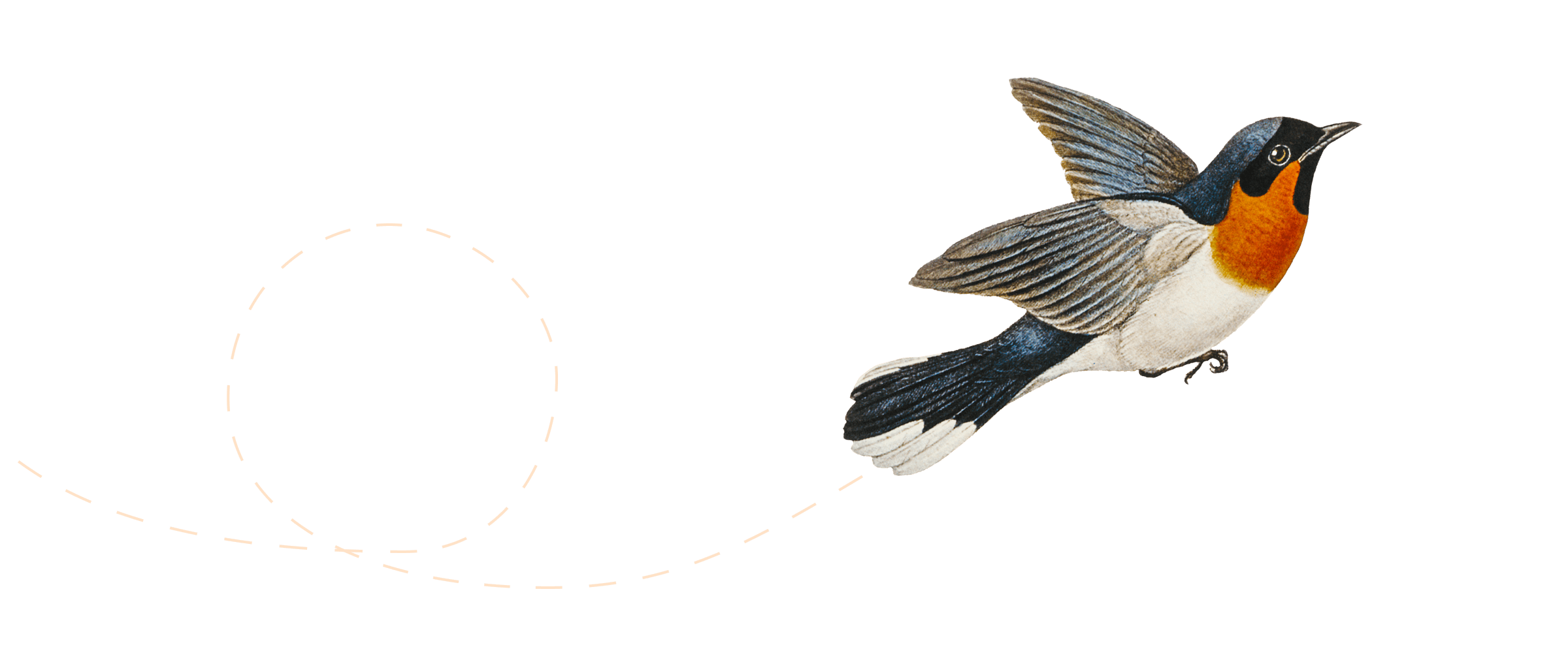 Illustration med flygande fågel.